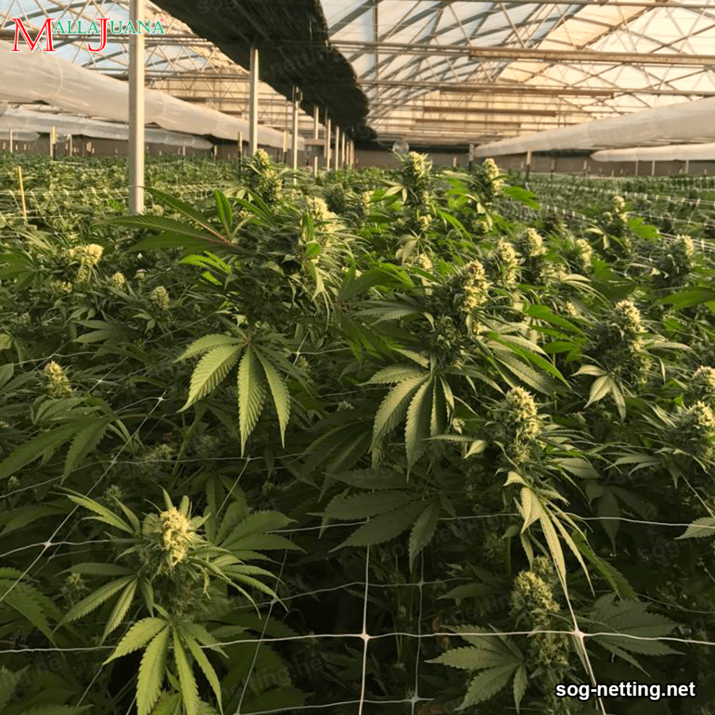 support netting on hemp plant