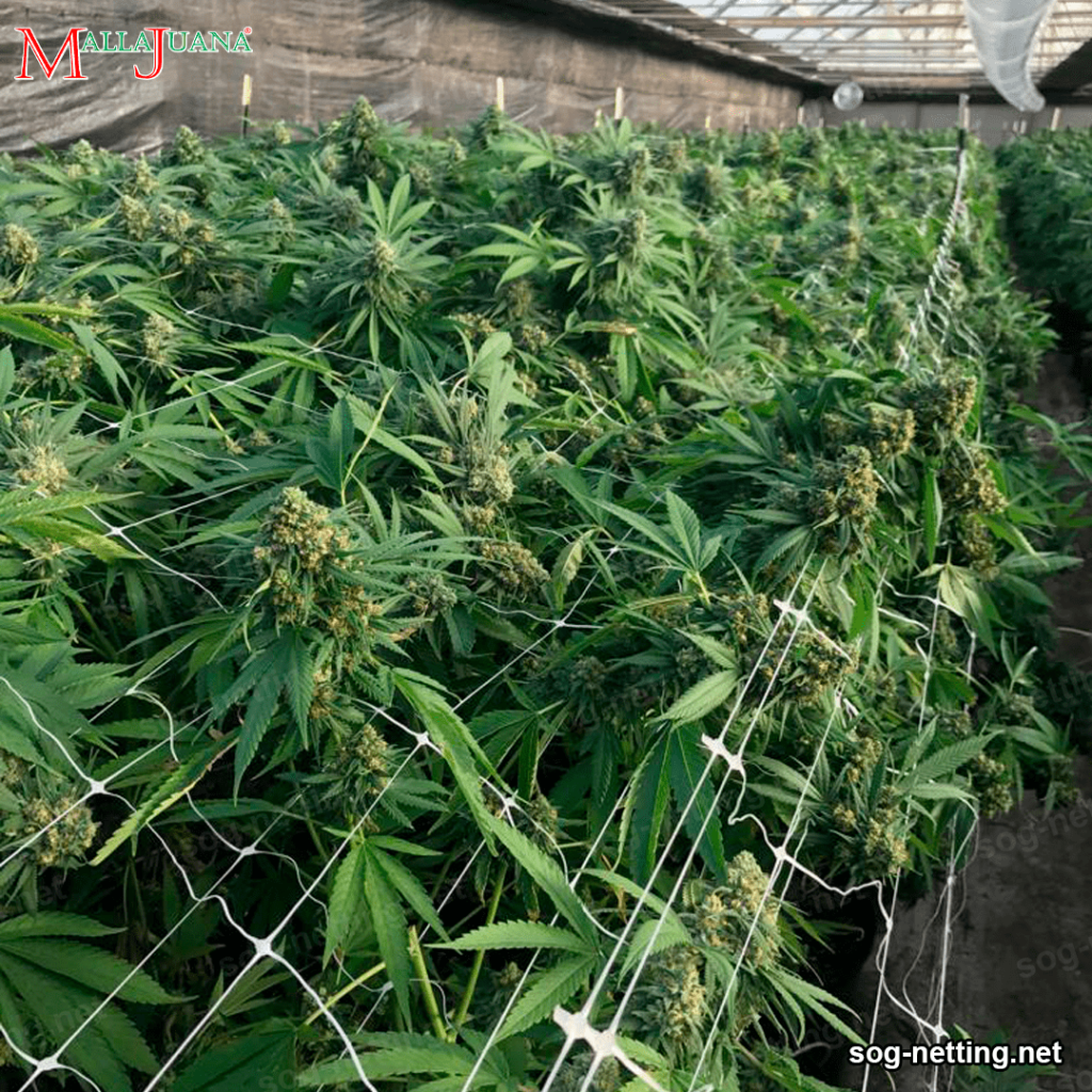 cannabis cultivation trellised