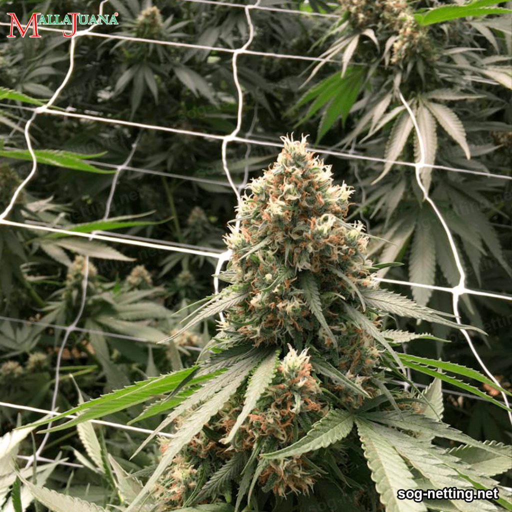 trellising net for hemp cultivation