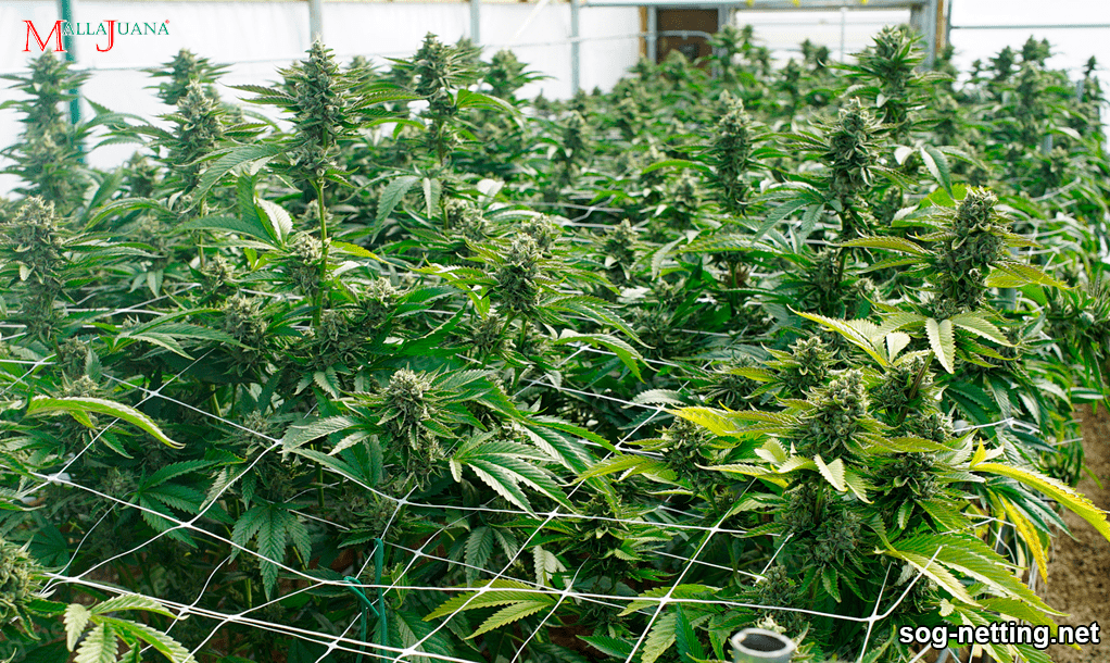 hemp plant trellised by support netting