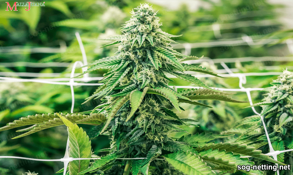 Hemp crop in greenhouse