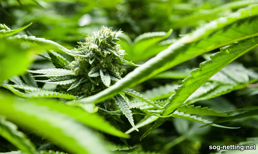 hemp 