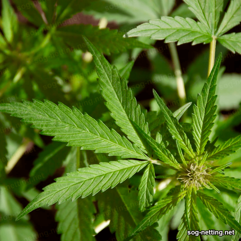 hemp 